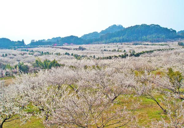 松浦鉄道ローカル列車で訪ねる菜の花駅と藤ノ尾梅園と佐賀牛vs伊万里牛100g食べ比べの宴3